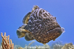 Pepita - a rather big and inquisitive grouper, attracted ... by Davide Vimercati 